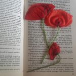 Mes coquelicots de Pors Piron - 19 mai 2017