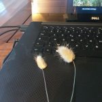 Le minou de Gaëlle est celui de droite (made in "Le Cabestan")